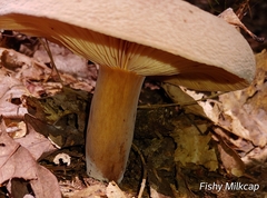 Lactifluus volemus