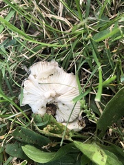 Russula parvovirescens