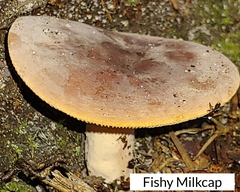 Lactifluus volemus