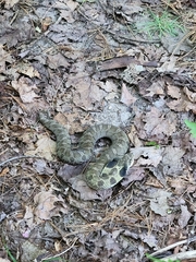 Heterodon platirhinos
