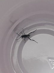 Evania appendigaster