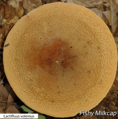 Lactifluus volemus