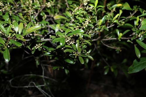 Image of Myrsine angusta by (c) Greg Tasney, some rights reserved (CC BY-SA)