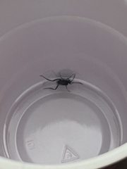 Evania appendigaster