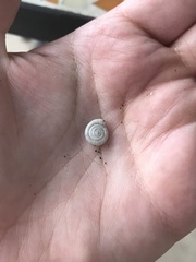 Polygyrinae