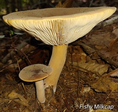 Lactifluus volemus
