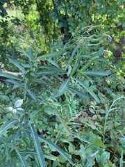 Lactuca pulchella