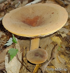 Lactifluus volemus