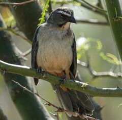 Saltator coerulescens