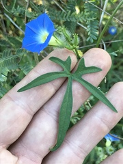 Ipomoea barbatisepala