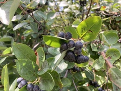 Aronia melanocarpa