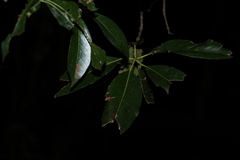 Lophostemon confertus