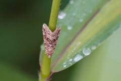 Hellula
