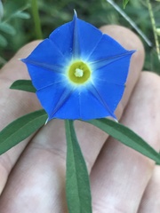 Ipomoea barbatisepala