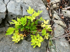 Ligusticum scothicum