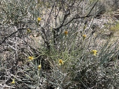 Adenophyllum cooperi