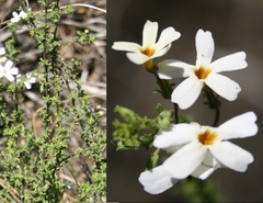 Jamesbrittenia argentea