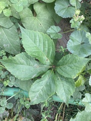 Parthenocissus inserta
