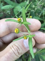 Melampodium strigosum