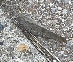 Dissosteira carolina