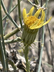 Adenophyllum cooperi