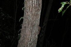 Lophostemon confertus