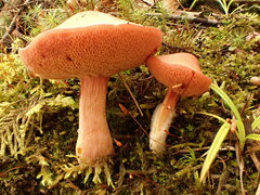 Chalciporus piperatus