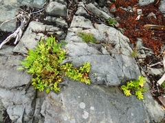 Ligusticum scothicum