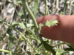 Adenophyllum cooperi