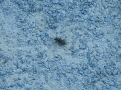 Cicindela duodecimguttata