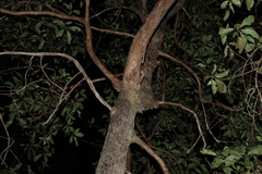 Lophostemon confertus