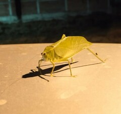 Stilpnochlora