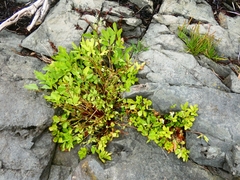 Ligusticum scothicum