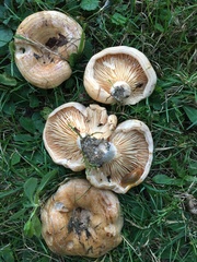 Lactarius psammicola
