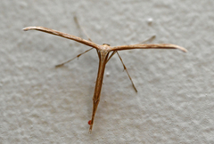 Emmelina monodactyla