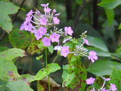 Phlox