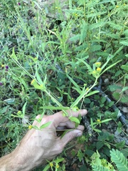 Melampodium strigosum