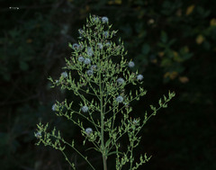 Lactuca canadensis