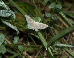 Scopula limboundata