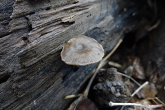 Arrhenia epichysium