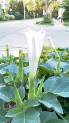 Datura innoxia