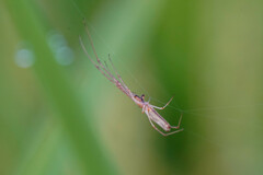 Tetragnatha keyserlingi