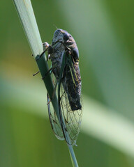 Neotibicen