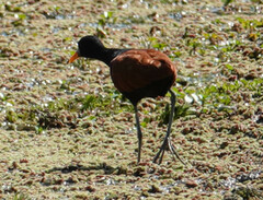 Jacana jacana