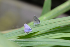 Pseudozizeeria maha