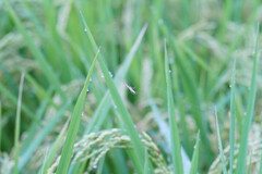 Tetragnatha keyserlingi