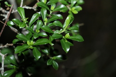 Psychotria daphnoides