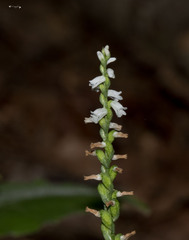 Spiranthes tuberosa