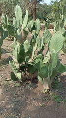 Opuntia