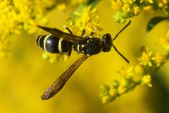 Ancistrocerus